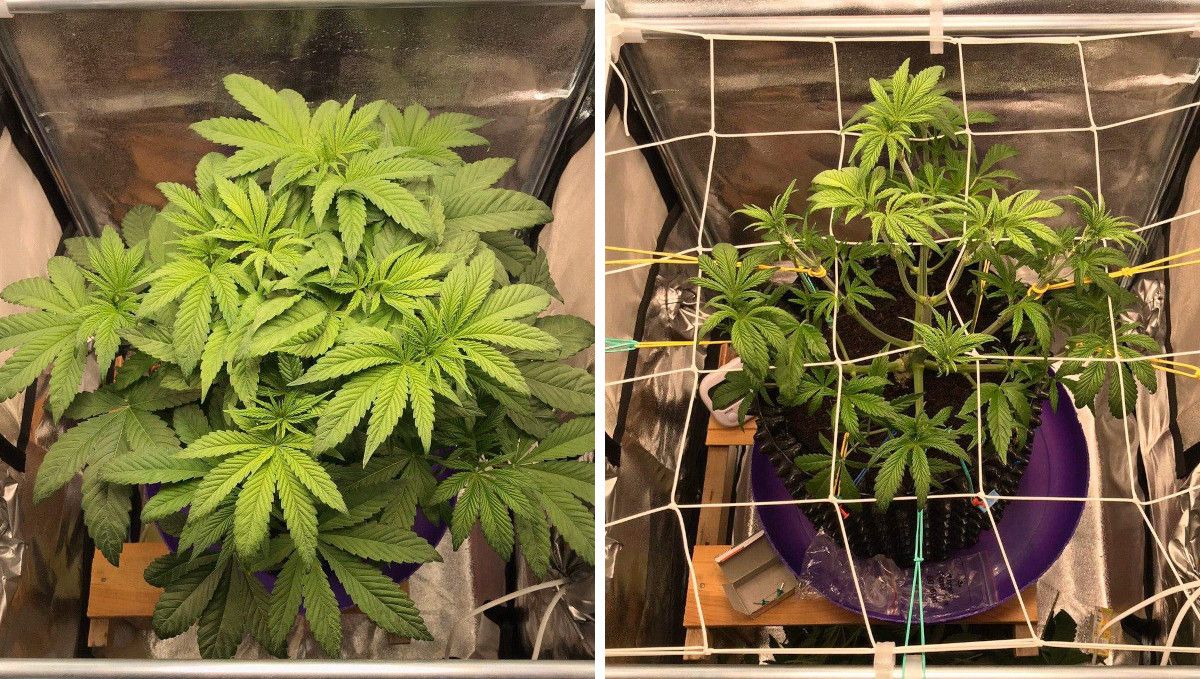 Vanilla Kush cannabis strain: transition (pre-flower) | week 5 Vanilla Kush cannabis strain: transition (pre-flower) | week 5