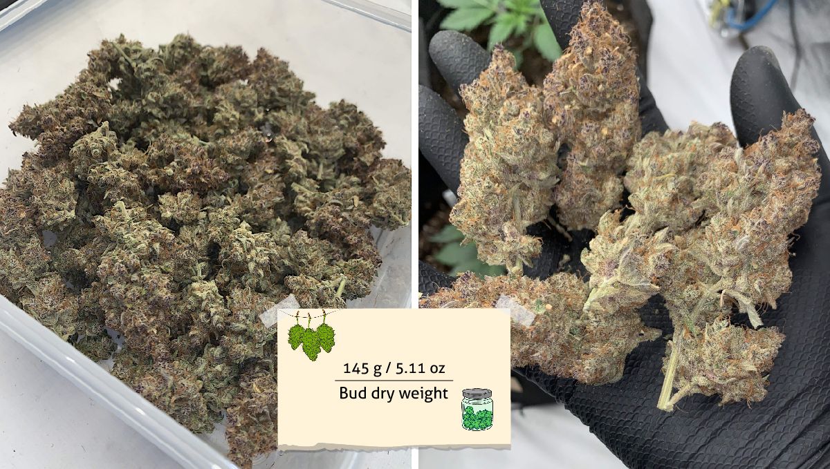 Banana Purple Punch Auto Cannabissorte: Ertrag | Eine Plastikwanne mit Marihuanaknospen und einige davon in der behandschuhten Hand eines Züchters Banana Purple Punch Auto Cannabissorte: Ertrag | Eine Plastikwanne mit Marihuanaknospen und einige davon in der behandschuhten Hand eines Züchters