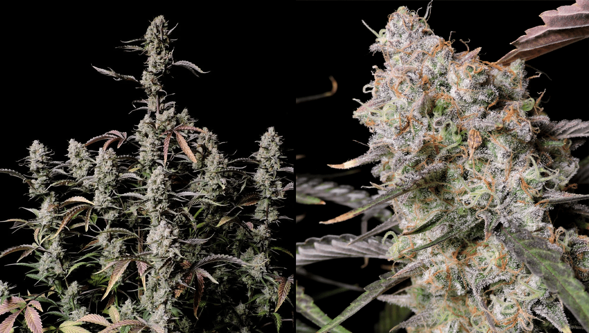 Top 5 der besten Indica-Autoflower-Sorten: Gorilla Z Auto