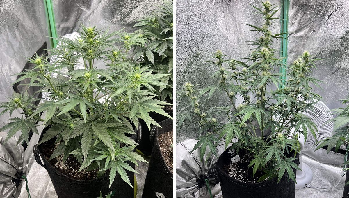 Stardawg Auto cannabis strain: early flower | weeks 5-6