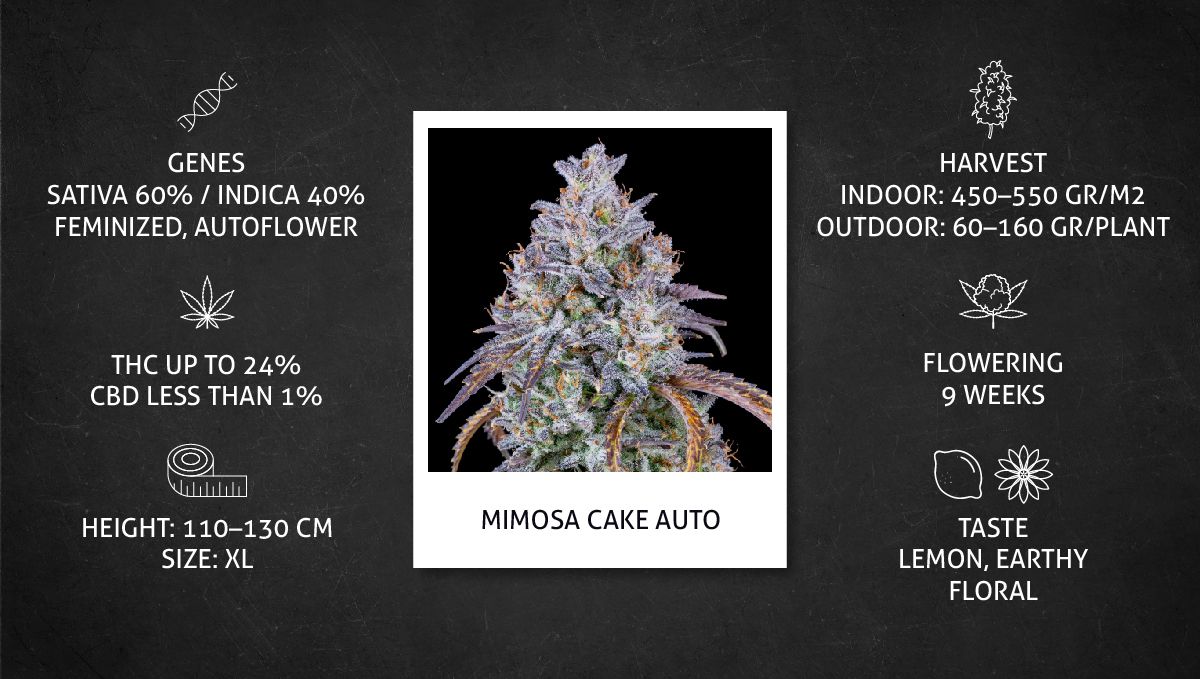 Mimosa Cake Auto cannabis strain: datasheet Mimosa Cake Auto cannabis strain: datasheet