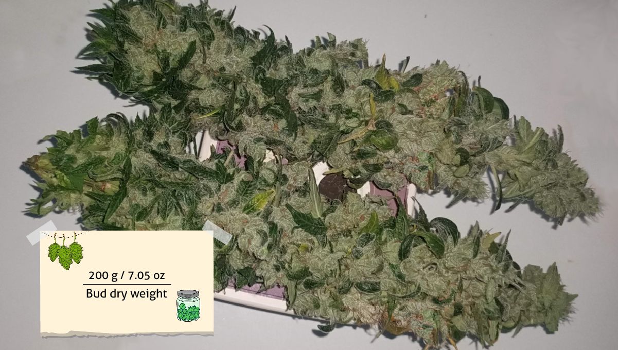 Gorilla Cookies FF cannabis strain: outcome | too big long roughly trimmed buds just cut from the plant Gorilla Cookies FF cannabis strain: outcome | too big long roughly trimmed buds just cut from the plant
