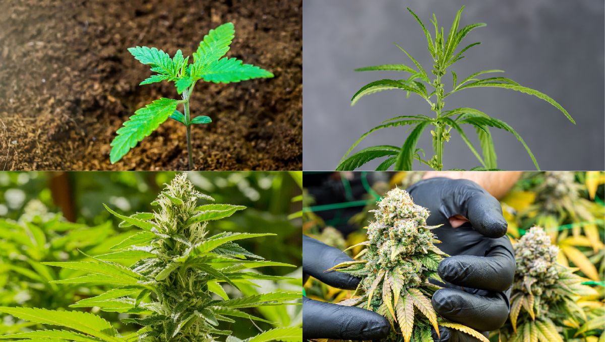 Light deprivation: the lifecycle of a cannabis plant