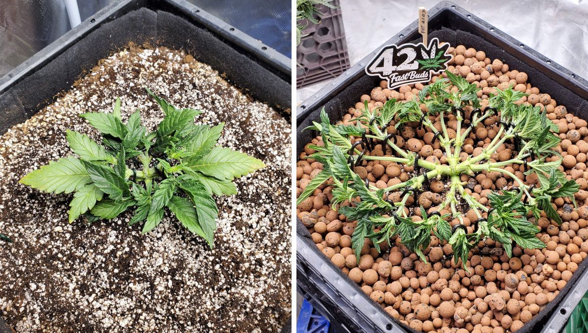 Purple Punch Auto Cannabis Strain Week-by-Week Guide: A very short autoflower topped, defoliated, and spread flat