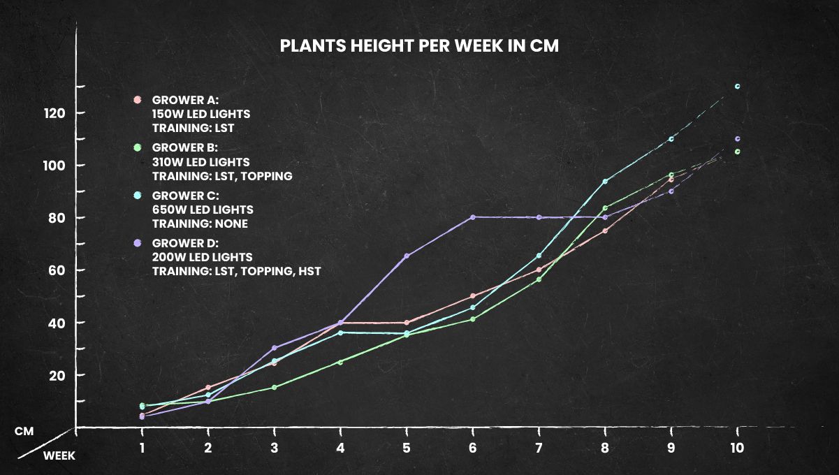 Orange Sherbet FF cannabis strain: height chart for the whole life cycle Orange Sherbet FF cannabis strain: height chart for the whole life cycle