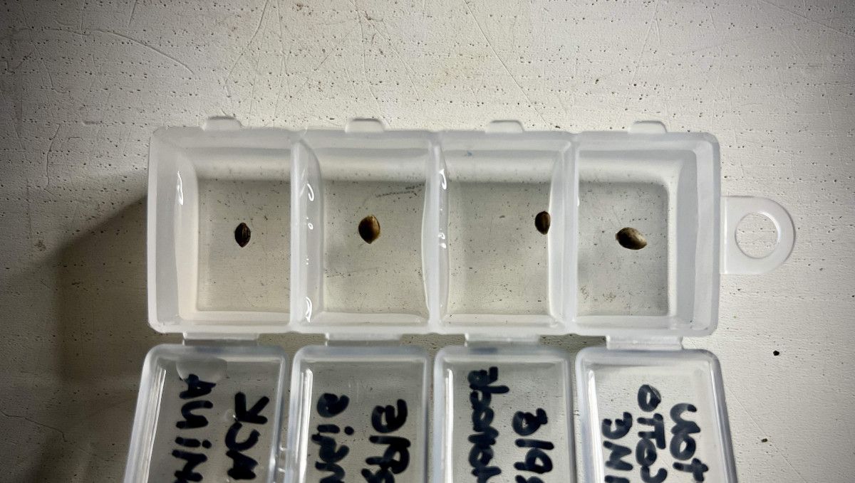 Purple Lemonade FF cannabis strain: germination and seedling stage | week 1 | seeds floating on water in small plastic containers Purple Lemonade FF cannabis strain: germination and seedling stage | week 1 | seeds floating on water in small plastic containers