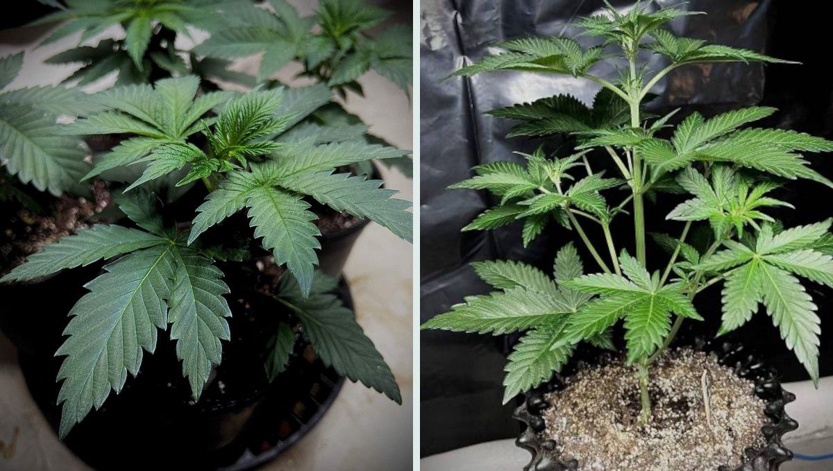 Strawberry Gorilla Auto Cannabissorte: Mittlere Veg-Phase | Wochen 3-4 | kräftiges Stretching Strawberry Gorilla Auto Cannabissorte: Mittlere Veg-Phase | Wochen 3-4 | kräftiges Stretching
