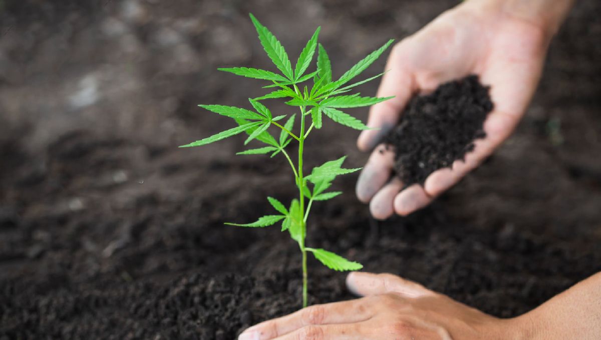 Types of containers to grow autoflowering seeds: soil-based cultivation Types of containers to grow autoflowering seeds: soil-based cultivation