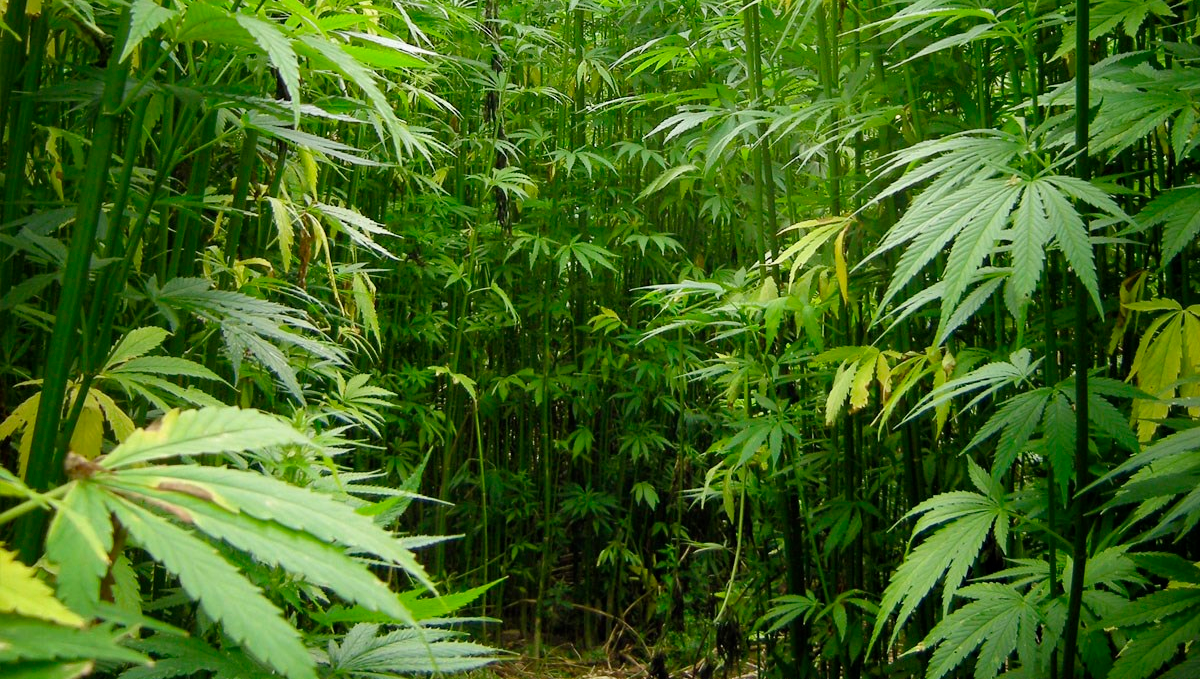 Weed in the uk: industrial hemp Weed in the uk: industrial hemp