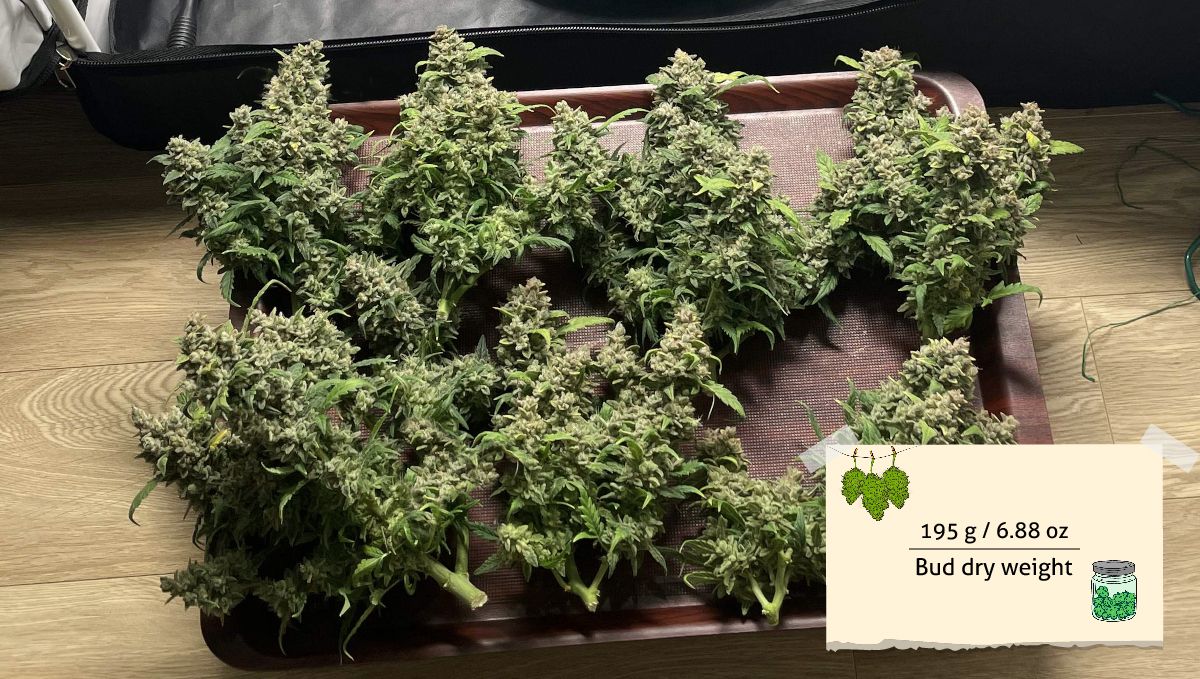 Mexican Airlines Auto cannabis strain: yield | image description