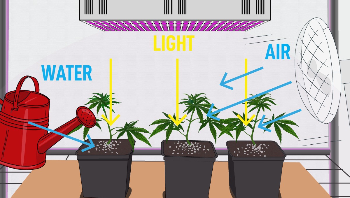 How to grow weed at home: growing indoors