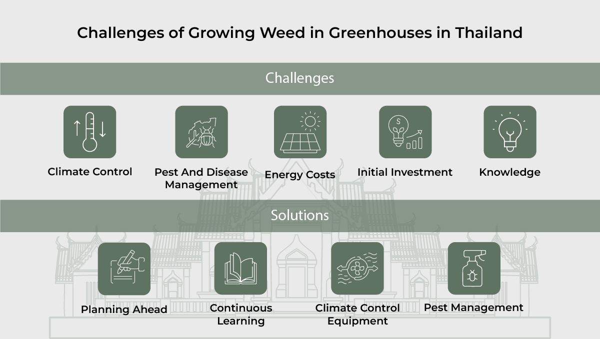 Challenges of growing weed in Greenhouses in Thailand Challenges of growing weed in Greenhouses in Thailand