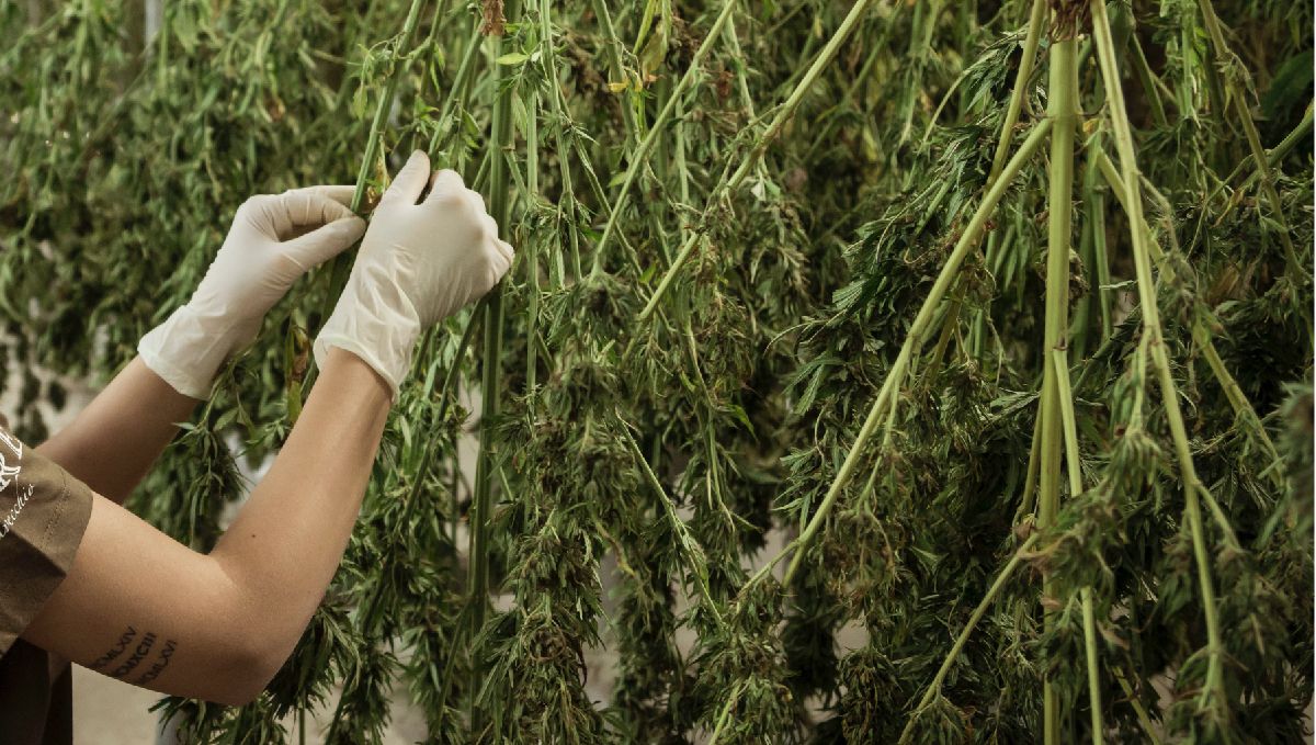 Features of growing cannabis in Thailand: Post-harvest processes Features of growing cannabis in Thailand: Post-harvest processes