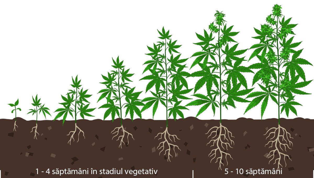 Cum să-ți dai seama când înflorește autoînfloritoare: stadiul vegetativ