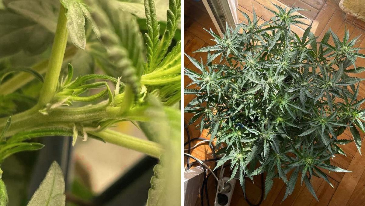 Gorilla Punch Auto cannabis strain: transition (pre-flower) | week 5 | the first pistils appearing at the nodes and a top view of a plant with flat canopy as it starts budding