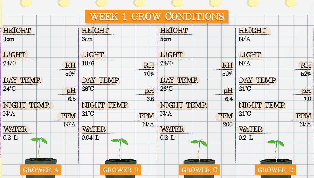 Gelato Auto Cannabis Strain Week-by-Week Guide: Grow conditions in week 1 Gelato Auto Cannabis Strain Week-by-Week Guide: Grow conditions in week 1