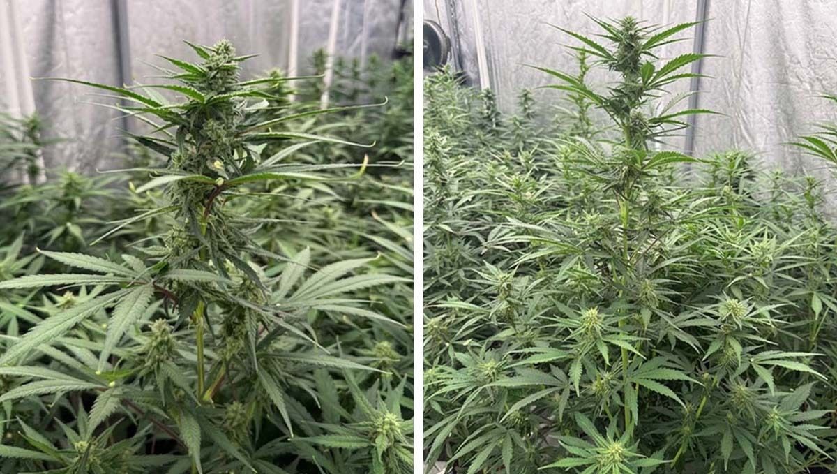 Gorilla Cookies mother plants in a grow space, showcasing their structure and health.