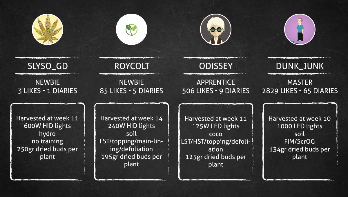 Mexican Airlines Auto cannabis strain: outcome