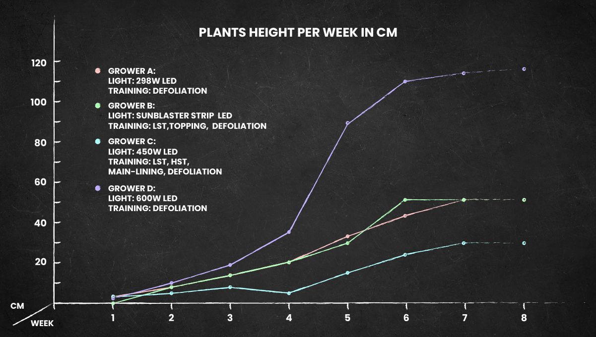 Wedding Cheesecake Auto Cannabis Strain: height chart Wedding Cheesecake Auto Cannabis Strain: height chart