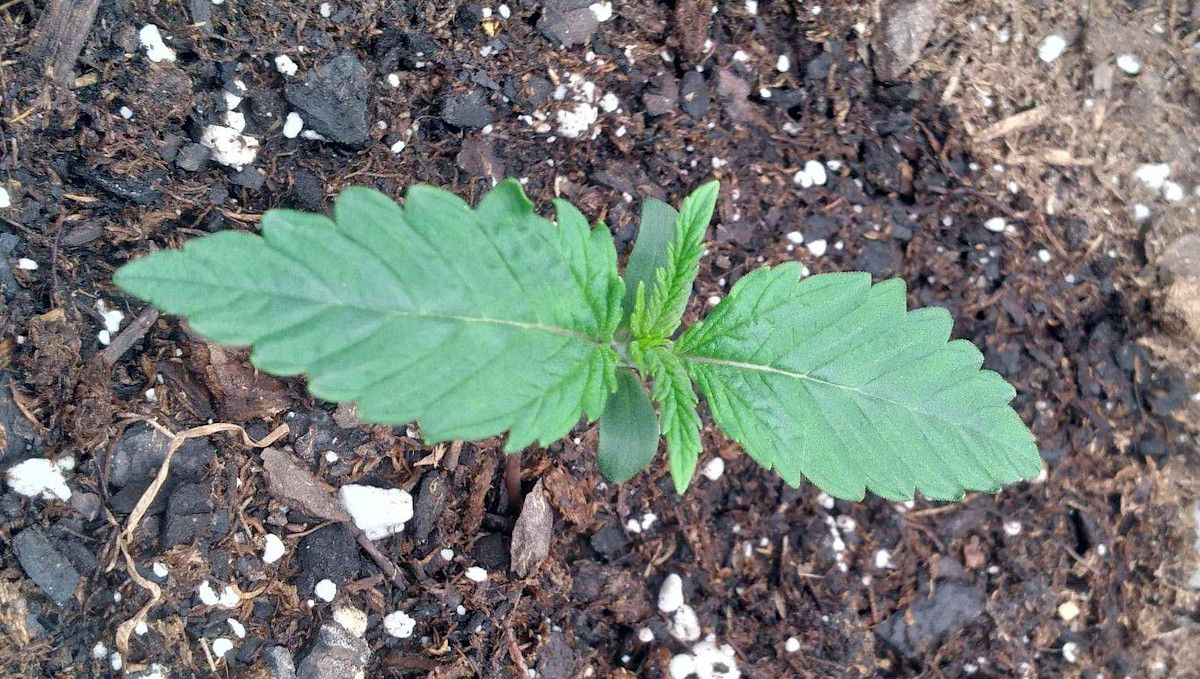 Gorilla Punch Auto cannabis strain: germination and seedling stage | week 1 | a seedling on day 7