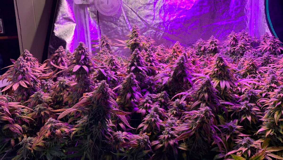 Weed in italy: medical cannabis