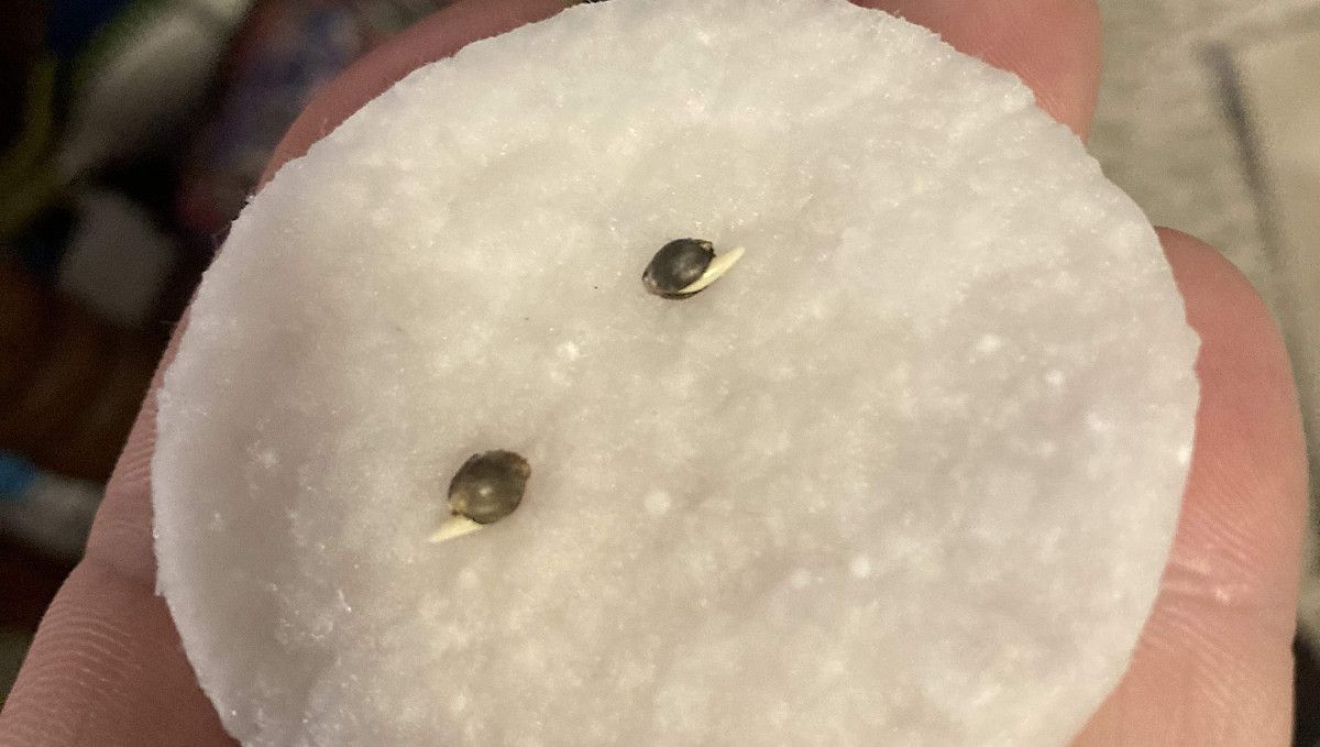 LSD-25 Auto cannabis strain: germination and seedling stage | week 1 | two seeds on a wet cotton disk