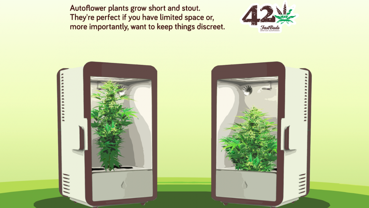 Autoflowering Cannabis is perfect for privately minded growers Autoflowering Cannabis is perfect for privately minded growers