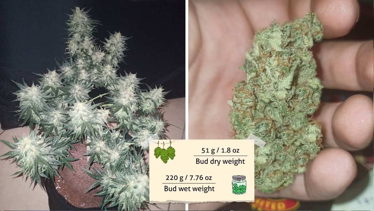 Mimosa Cake Auto cannabis strain outcome: dried and cured buds on scales and in the grower's hand Mimosa Cake Auto cannabis strain outcome: dried and cured buds on scales and in the grower's hand