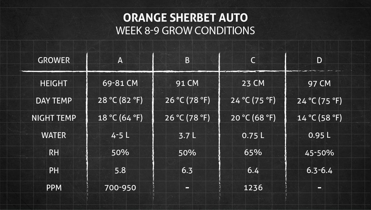 Orange Sherbet Auto Cannabis Strain Week-by-Week Guide: Weeks 8-9 grow conditions Orange Sherbet Auto Cannabis Strain Week-by-Week Guide: Weeks 8-9 grow conditions