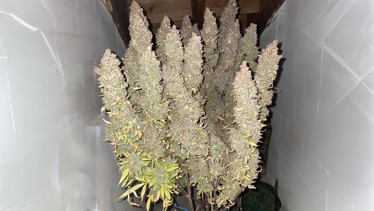 Full bush