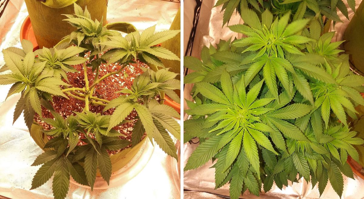 Pineapple Chunk Cannabis Strain Week-by-Week Guide: A vegging weed plant trained in a compass pattern and heavily defoliated and the same plant with a dense canopy after she has grown many new leaves
