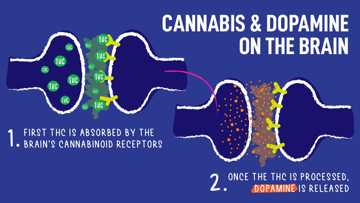 Top 5 der besten autoflowering Sorten für Konzentration: Kann Marihuana die Motivation steigern?