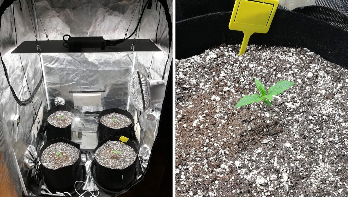 Auto Mazar cannabis strain: germination and seedling stage | week 1 | four saplings growing in grow bags in a grow tent and a closeup of one of them