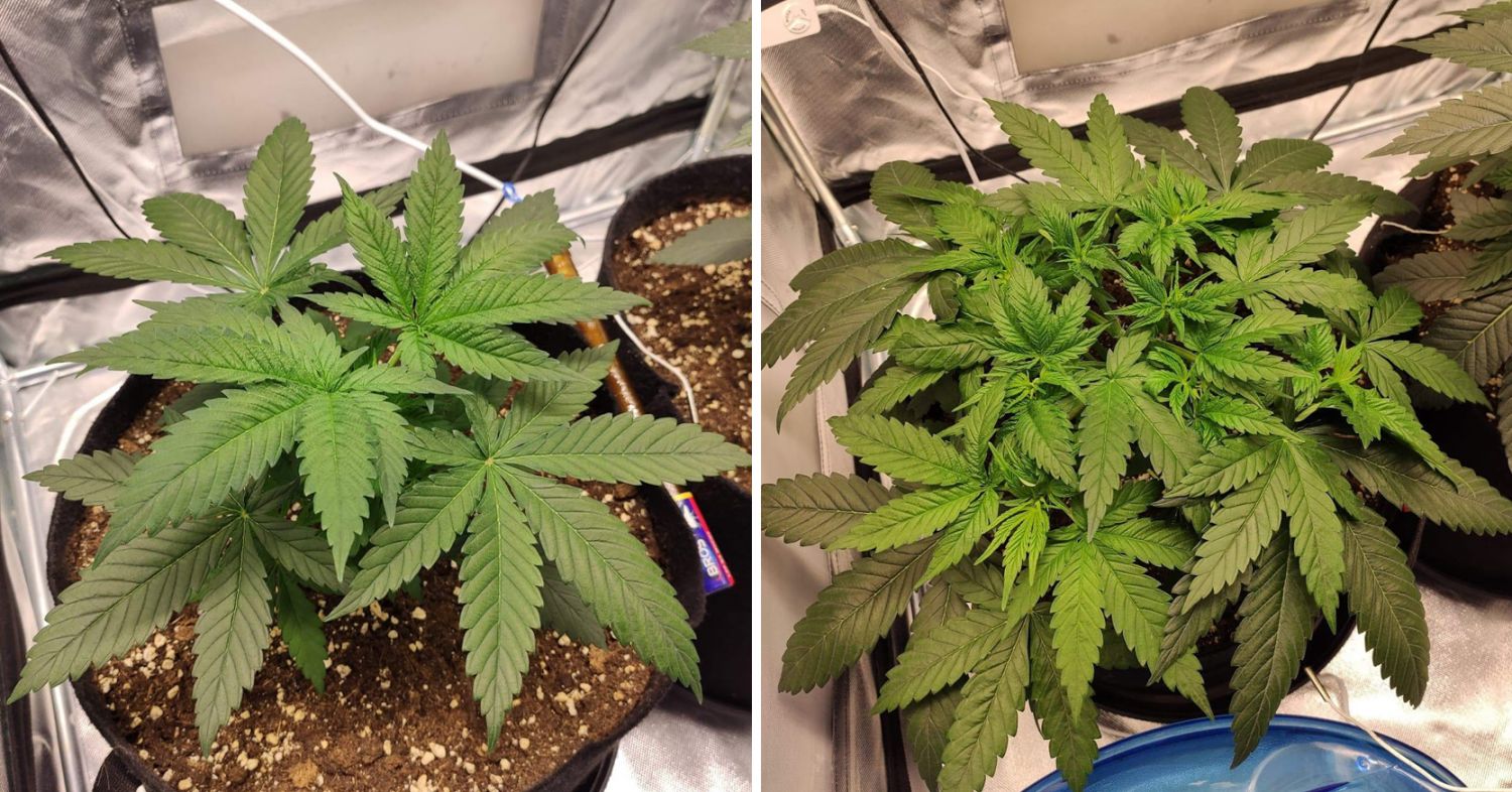 Durban poison week-by-week: week 2