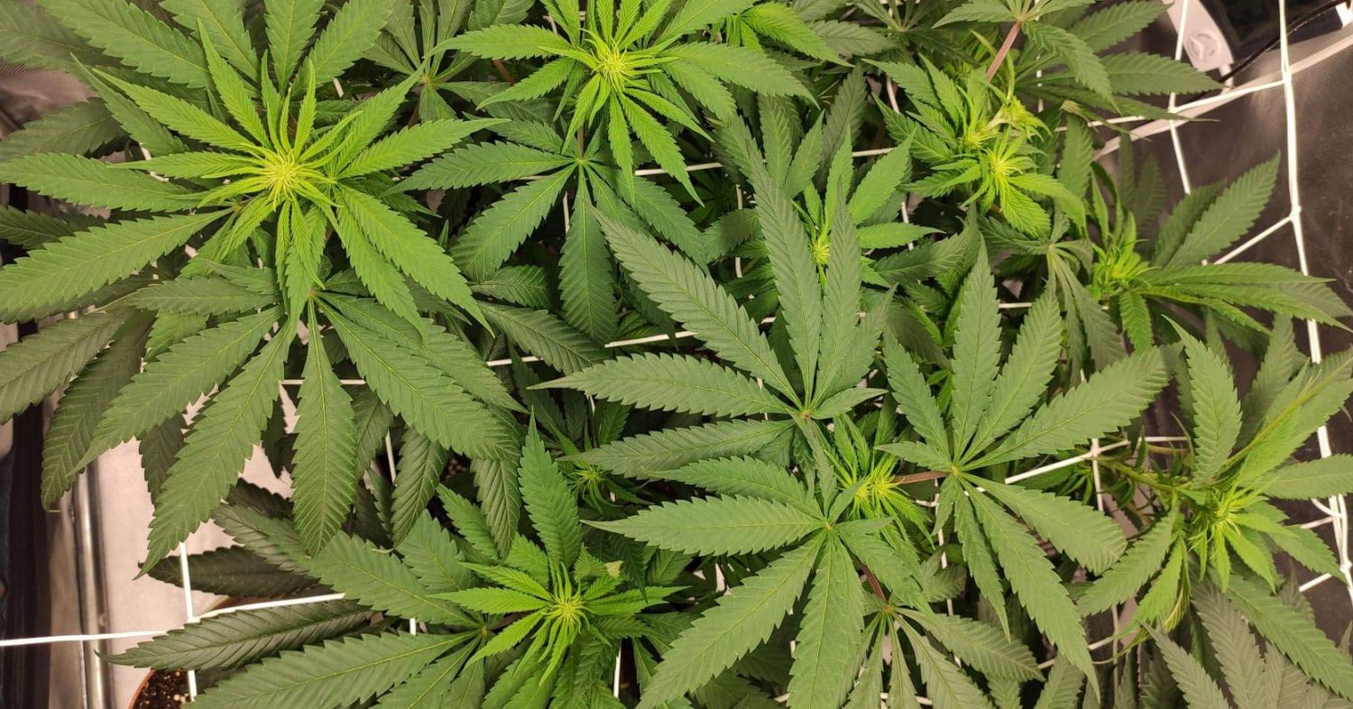 Durban poison week-by-week: week 4