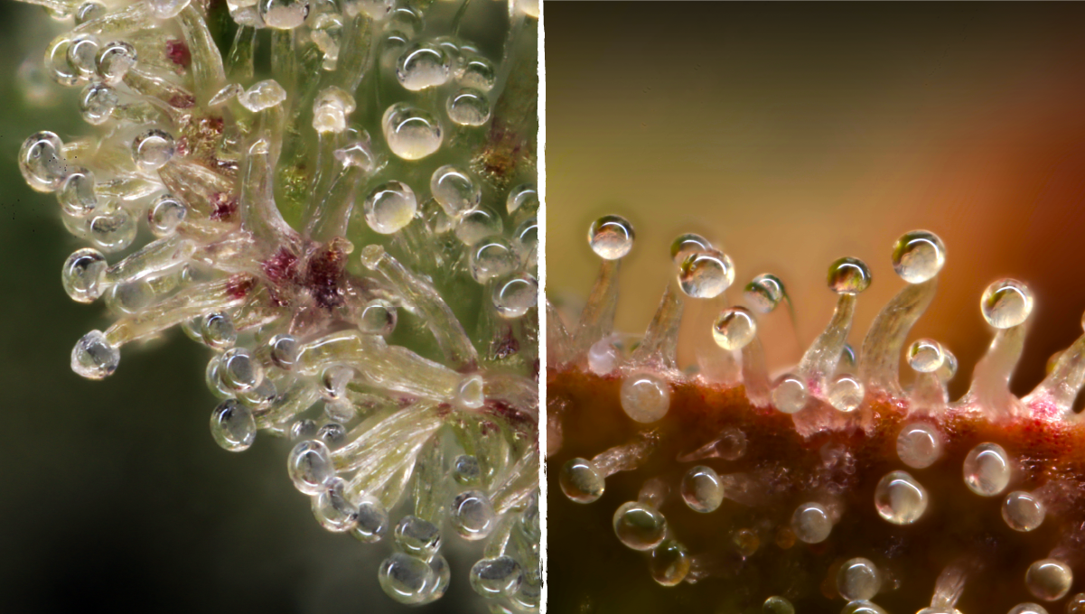 How to grow weed at home: state of the trichomes