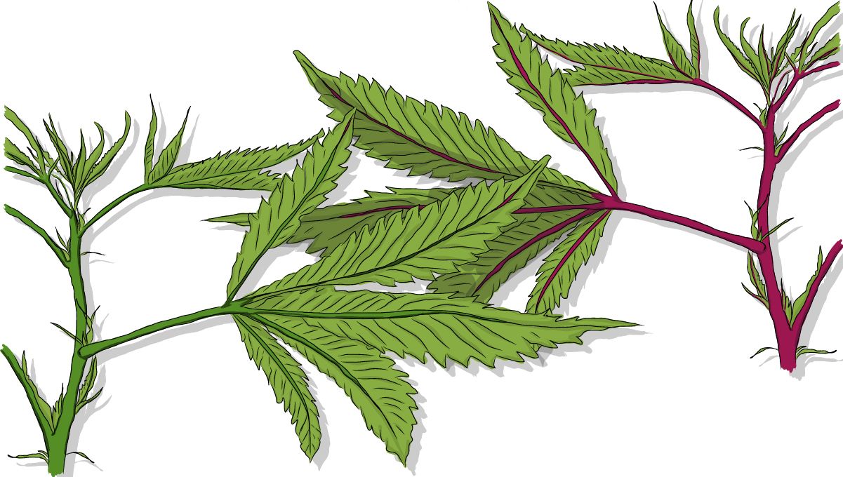 Red and purple cannabis stems: Research your strain Red and purple cannabis stems: Research your strain