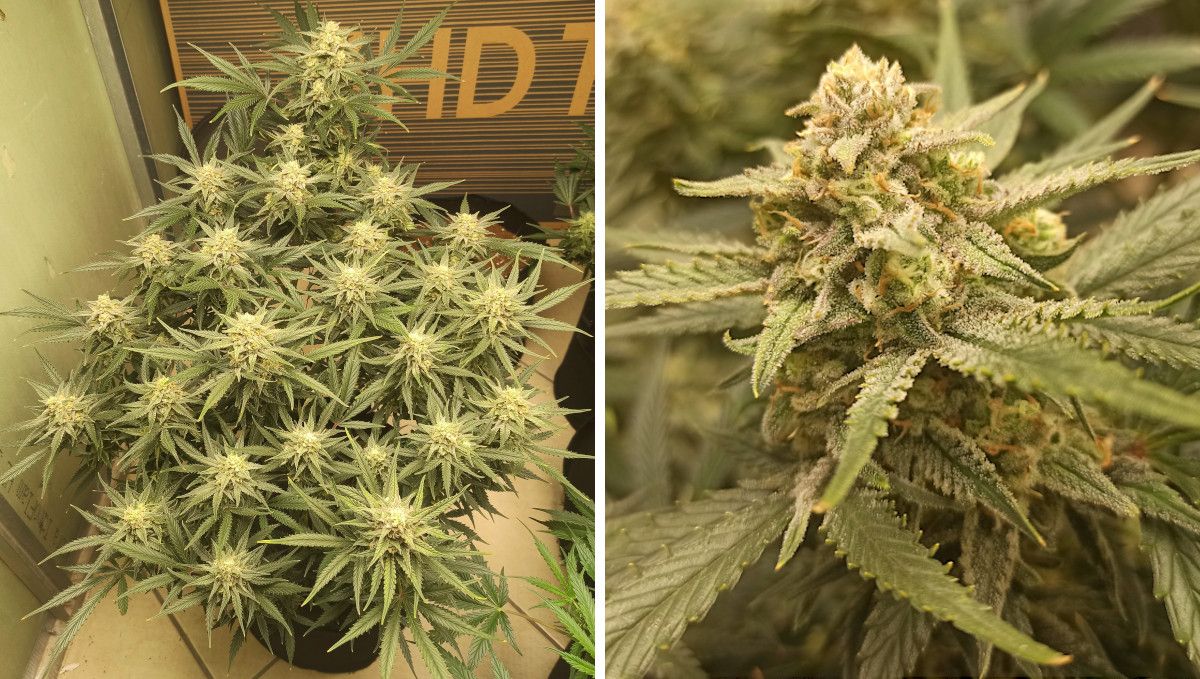 Forbidden Runtz Auto Cannabis Strain Week-by-Week Guide: A heavily LSTd autoflower with many frosty tops and a closeup of one such top approaching harvest Forbidden Runtz Auto Cannabis Strain Week-by-Week Guide: A heavily LSTd autoflower with many frosty tops and a closeup of one such top approaching harvest