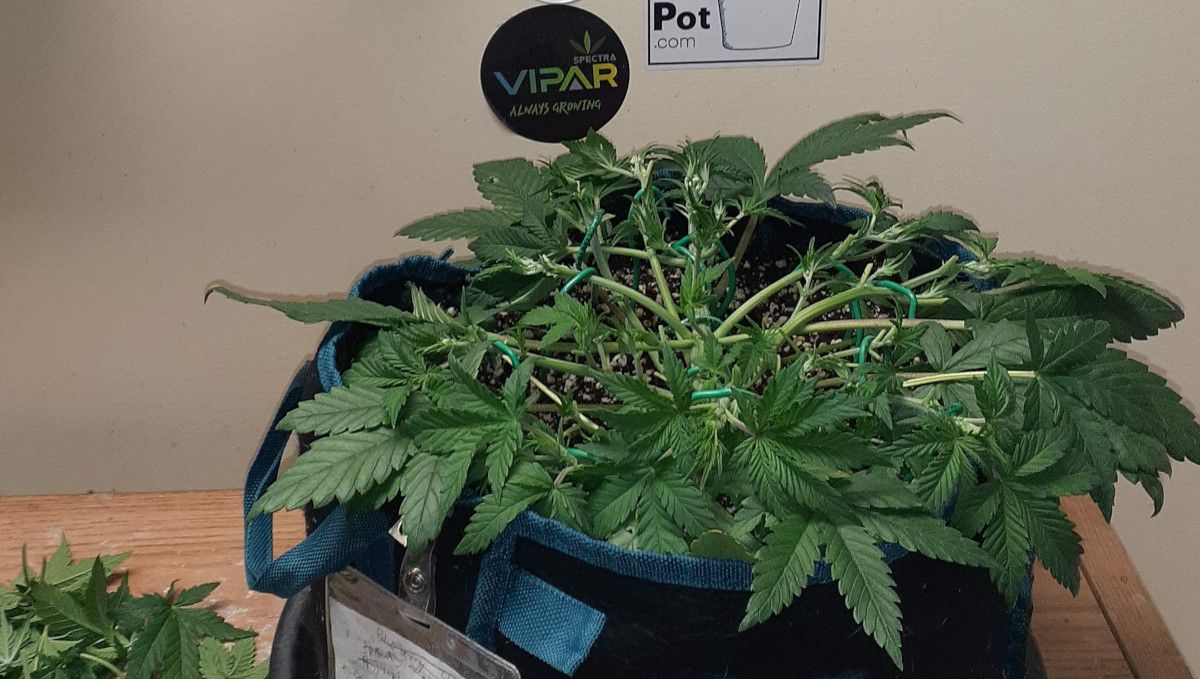 Tropicana Cookies Auto cannabis strain: transition (pre-flower) | week 5 | an autoflower spread flat by training and defoliated Tropicana Cookies Auto cannabis strain: transition (pre-flower) | week 5 | an autoflower spread flat by training and defoliated