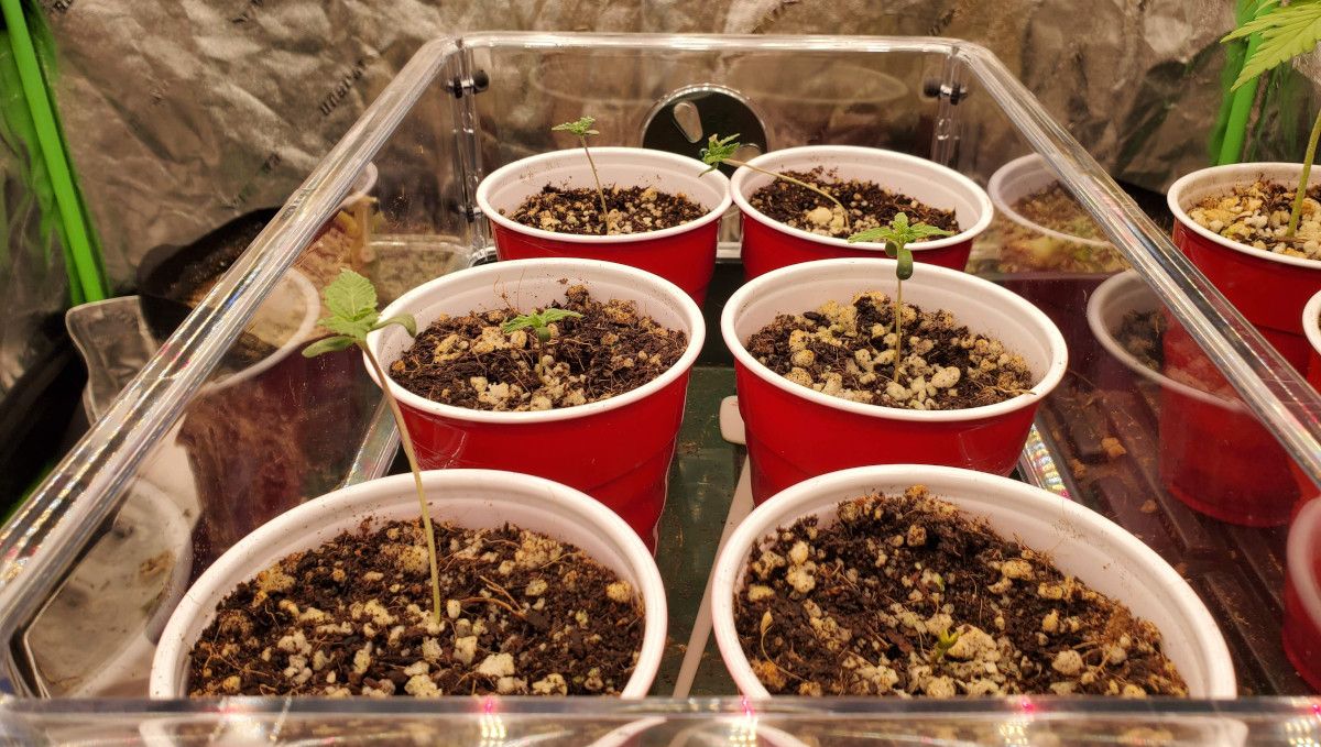 Super Lemon Haze Auto cannabis strain: germination and seedling stage | week 1 | several seedlings in bright red-and-white solo cups inside a glass tray Super Lemon Haze Auto cannabis strain: germination and seedling stage | week 1 | several seedlings in bright red-and-white solo cups inside a glass tray