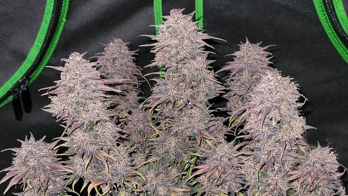 Blackberry Auto cannabis strain: ripening and harvest | weeks 10 | a very mature autoflower after a pre-harvest trim and with fat and long purple and frosty colas