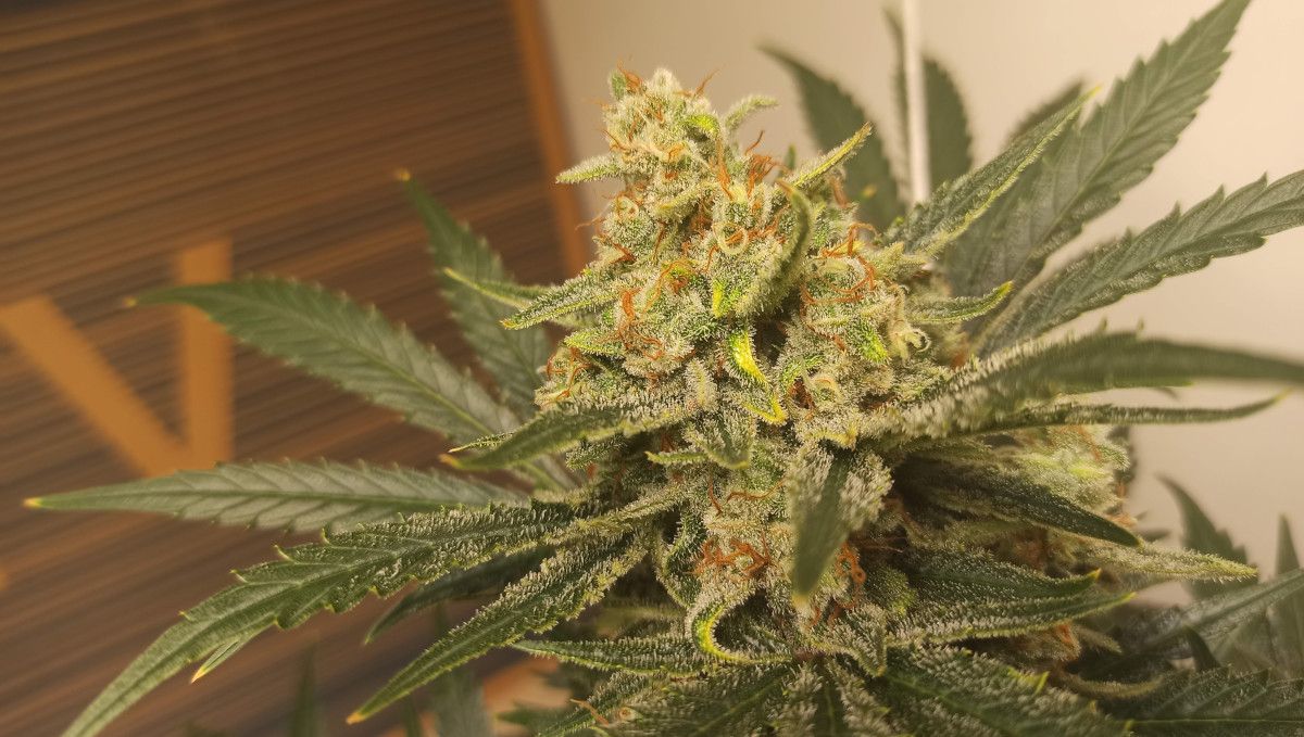 Afghan Kush Auto Cannabis Strain Week-by-Week Guide: A closeup of an autoflower bud with most of the pistils amber and a lot of trichomes Afghan Kush Auto Cannabis Strain Week-by-Week Guide: A closeup of an autoflower bud with most of the pistils amber and a lot of trichomes