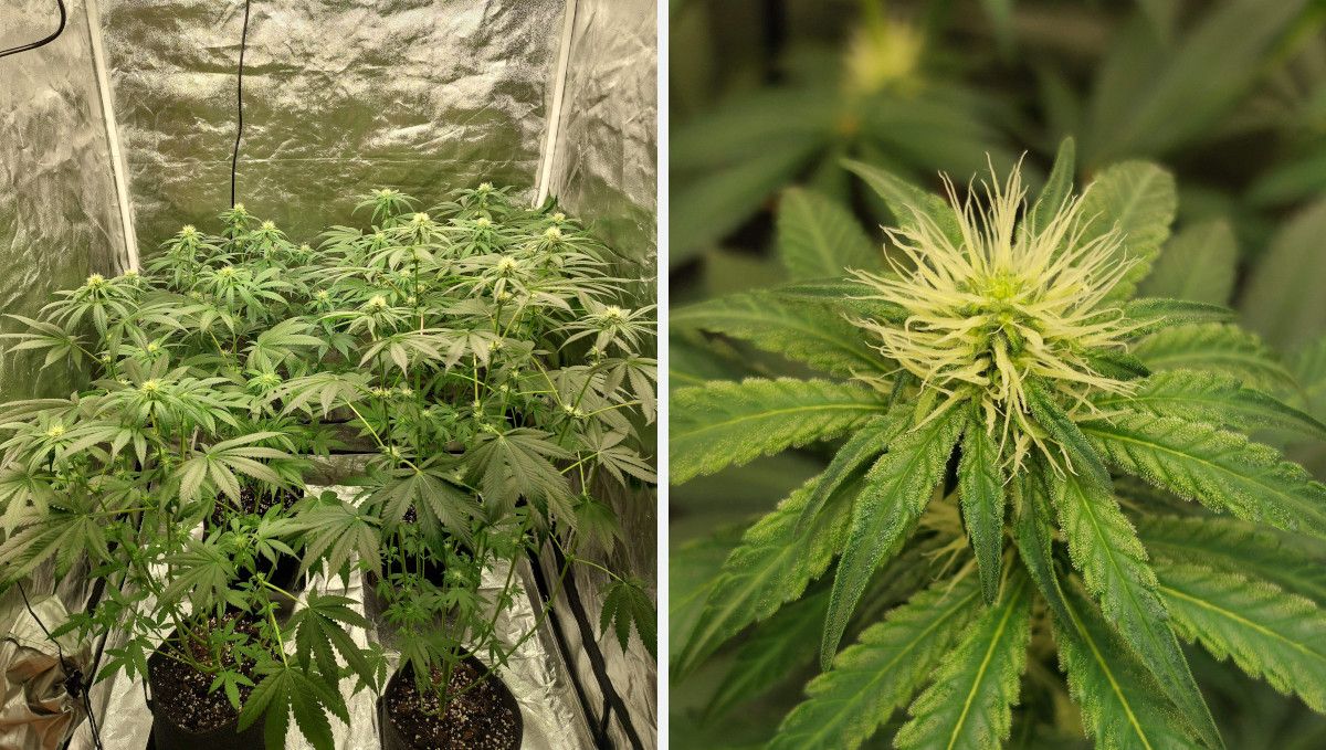 Orange Sherbet FF cannabis strain: early flower | weeks 8-9 | four plants stretching their branches in a grow tent and a closeup of a fluffy top Orange Sherbet FF cannabis strain: early flower | weeks 8-9 | four plants stretching their branches in a grow tent and a closeup of a fluffy top