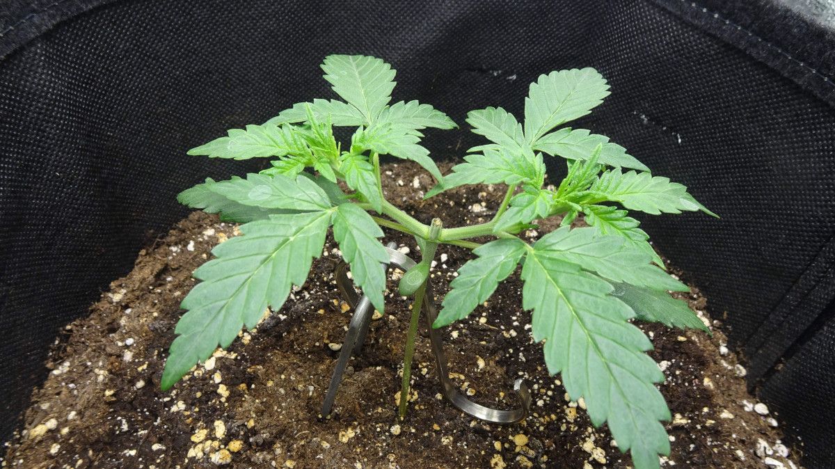 Strain_Name cannabis strain: early veg | week 2 | a small autoflower topped above the first node Strain_Name cannabis strain: early veg | week 2 | a small autoflower topped above the first node