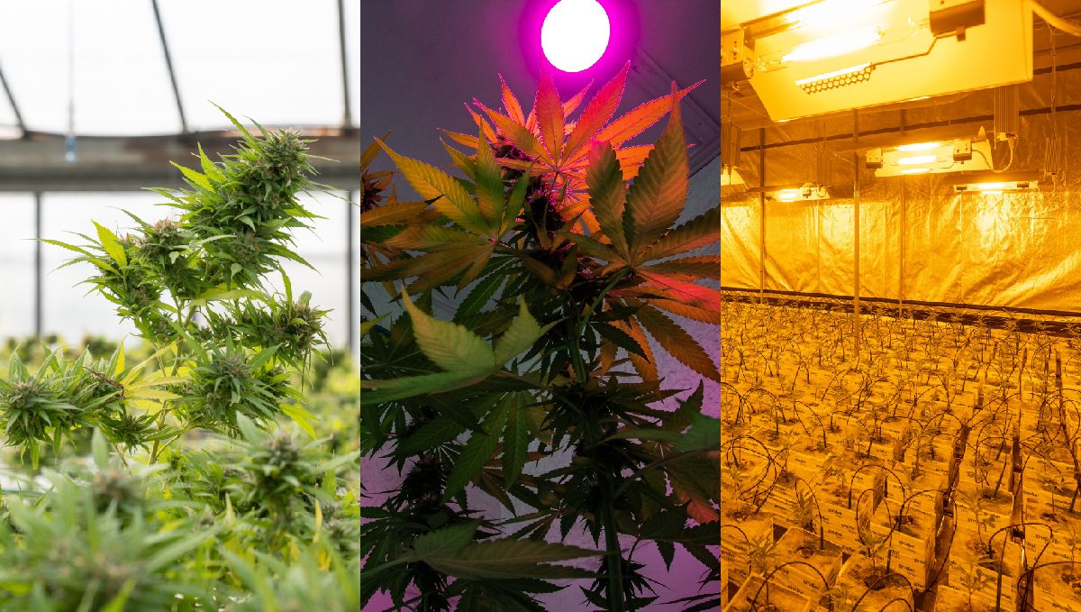 Best light spectrum for autos: best grow lights available in 2023 Best light spectrum for autos: best grow lights available in 2023