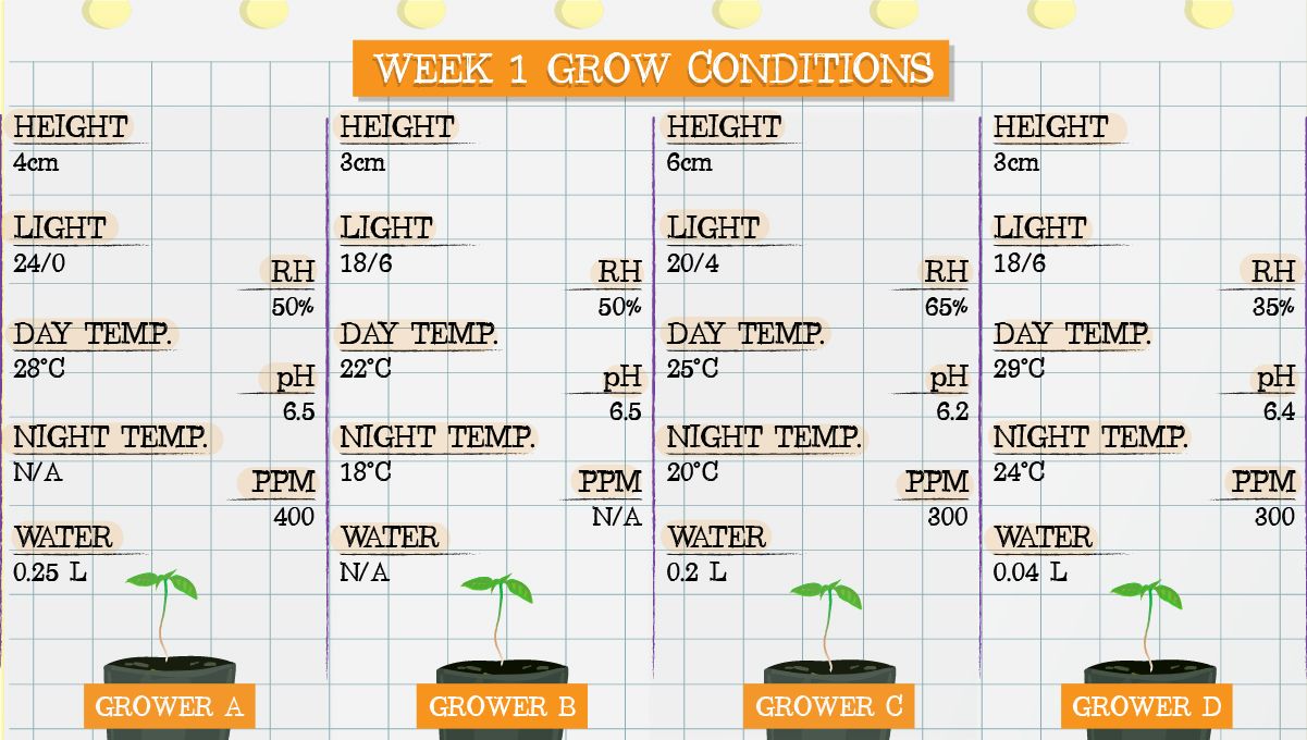 Forbidden Runtz Auto Cannabis Strain Week-by-Week Guide: Week 1 grow conditions Forbidden Runtz Auto Cannabis Strain Week-by-Week Guide: Week 1 grow conditions