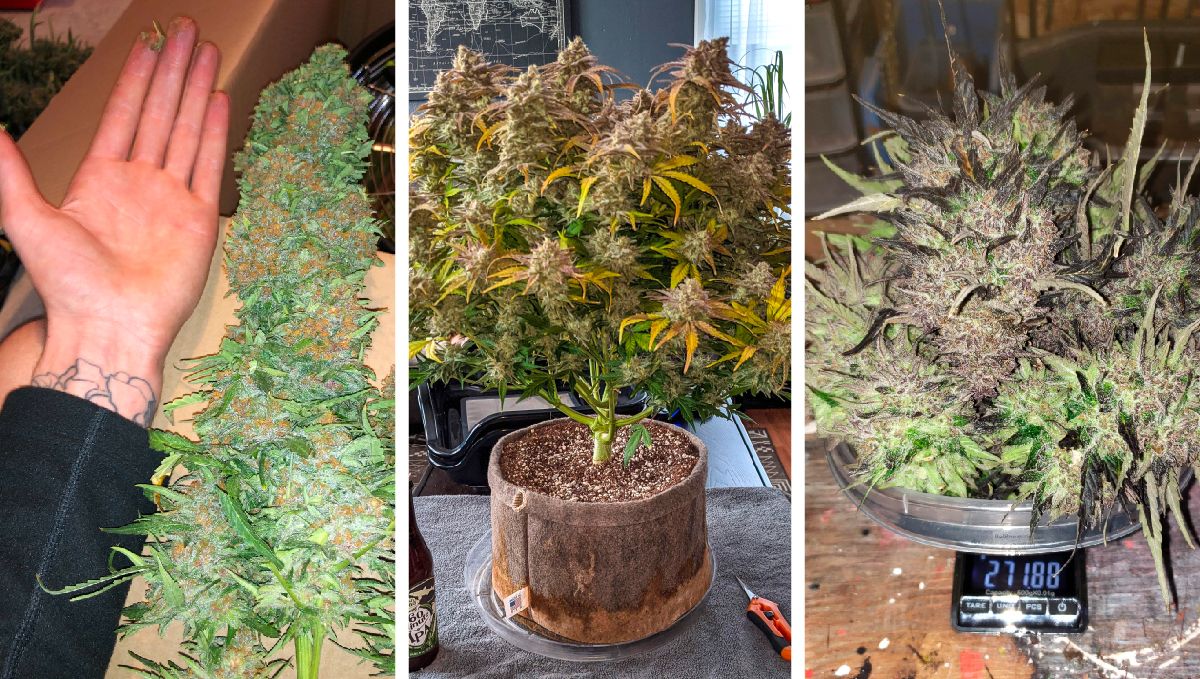 Gorilla Cookies Auto plant and harvest pics