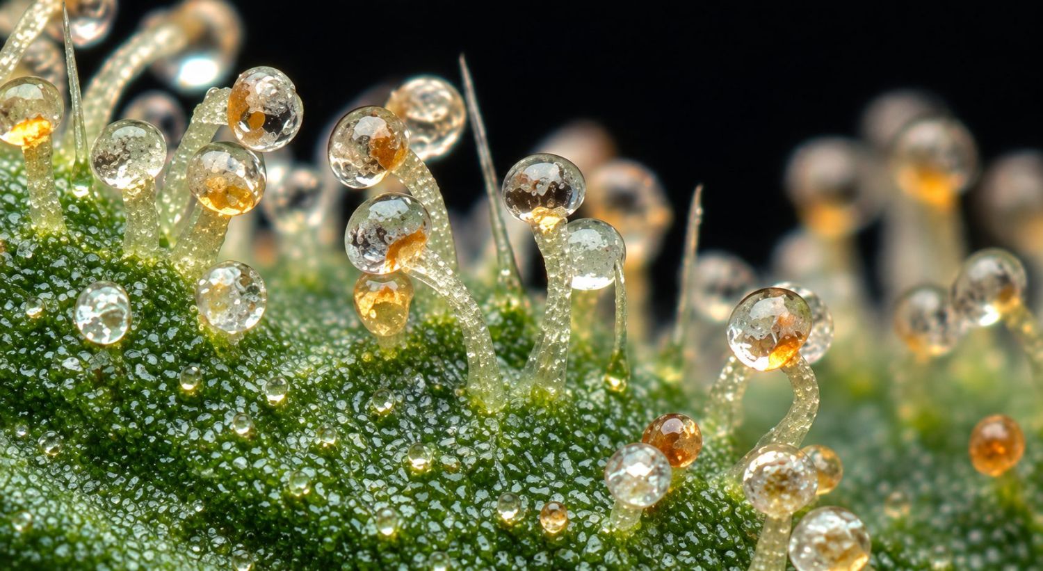 Cómo Saber Si Mi Autofloreciente Está Lista para la Cosecha: Distintos Estados de Tricomas en cannabis Cómo Saber Si Mi Autofloreciente Está Lista para la Cosecha: Distintos Estados de Tricomas en cannabis