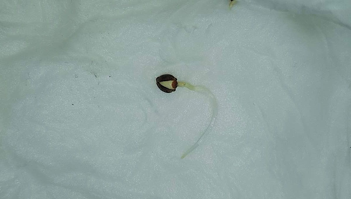 Orange Sherbet FF cannabis strain: germination and seedling stage | week 1 | sprouted in paper towels Orange Sherbet FF cannabis strain: germination and seedling stage | week 1 | sprouted in paper towels