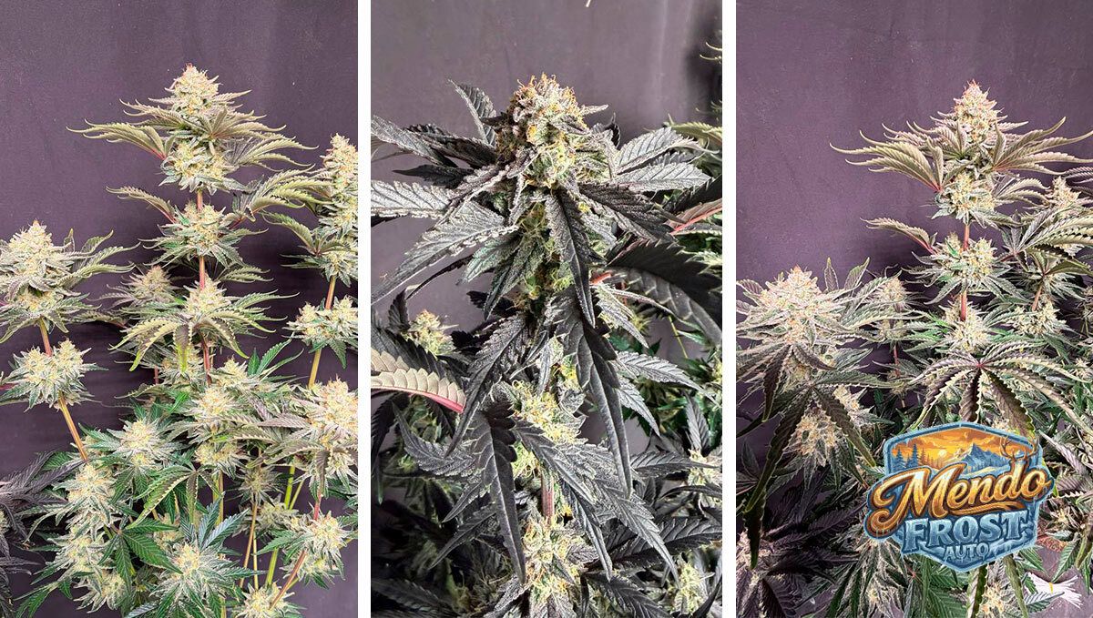 Mendo Frost Harvest Day.jpg Mendo Frost Harvest Day